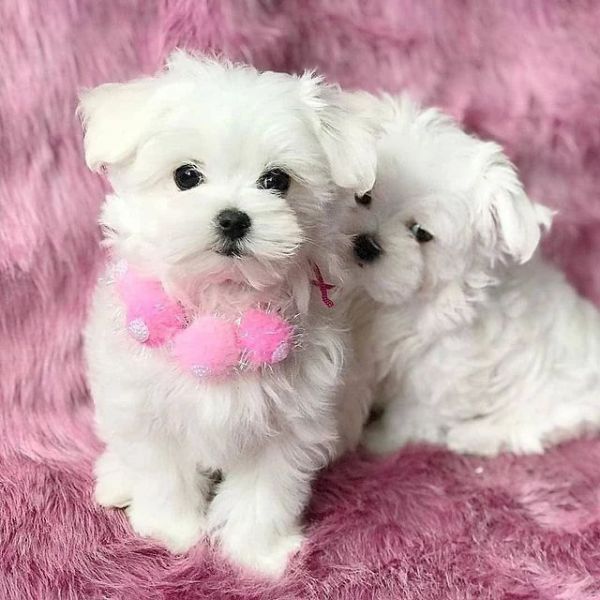 Regalo Maltesi toy cuccioli