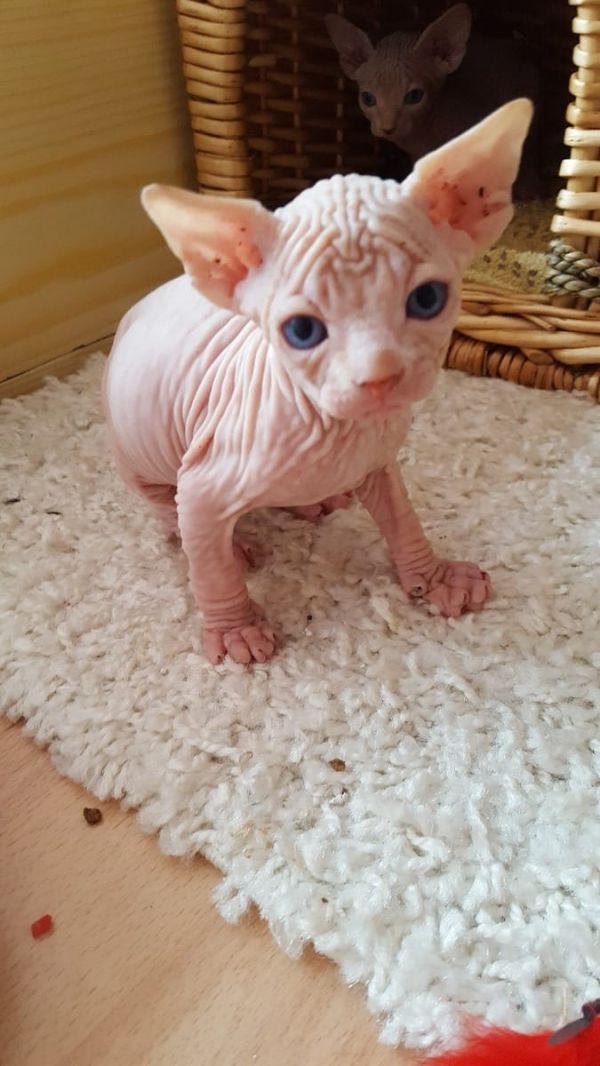 Voglio ri-casa il mio gattini di Sphynx di pura razza 