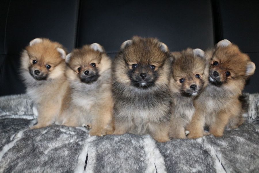 Regalo Cuccioli di volpino di pomerania Pomerania maschi e femmine, vaccinati sverminati e con micro