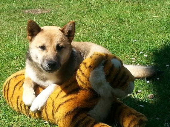 Cuccioli di shiba-inu  ( per regalo )