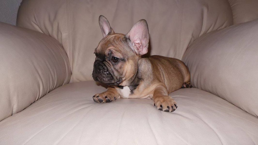  cuccioli di Bulldog Francese  ( Gratis )