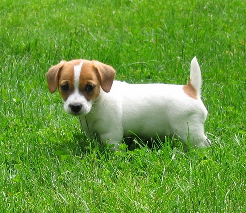 Cucciolo di Jack Russell 