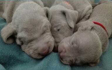 Vendesi cuccioli Weimaraner