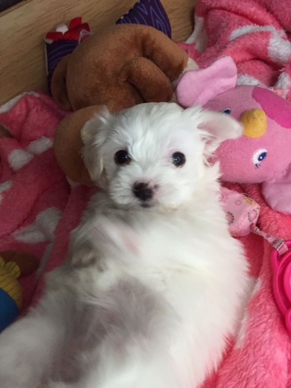 Cuccioli maltese mini toy con pedigree 