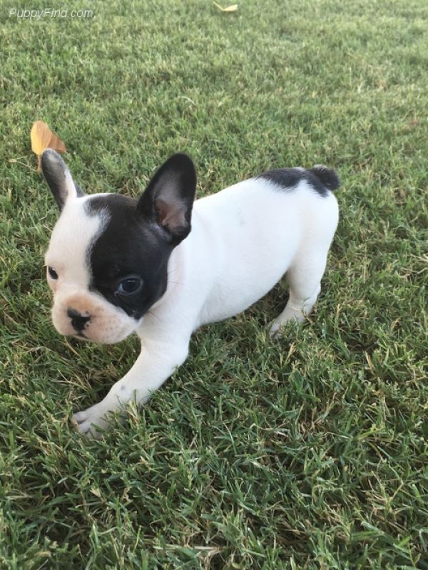 Cucciolo petto bianco e manto nero bulldog frances