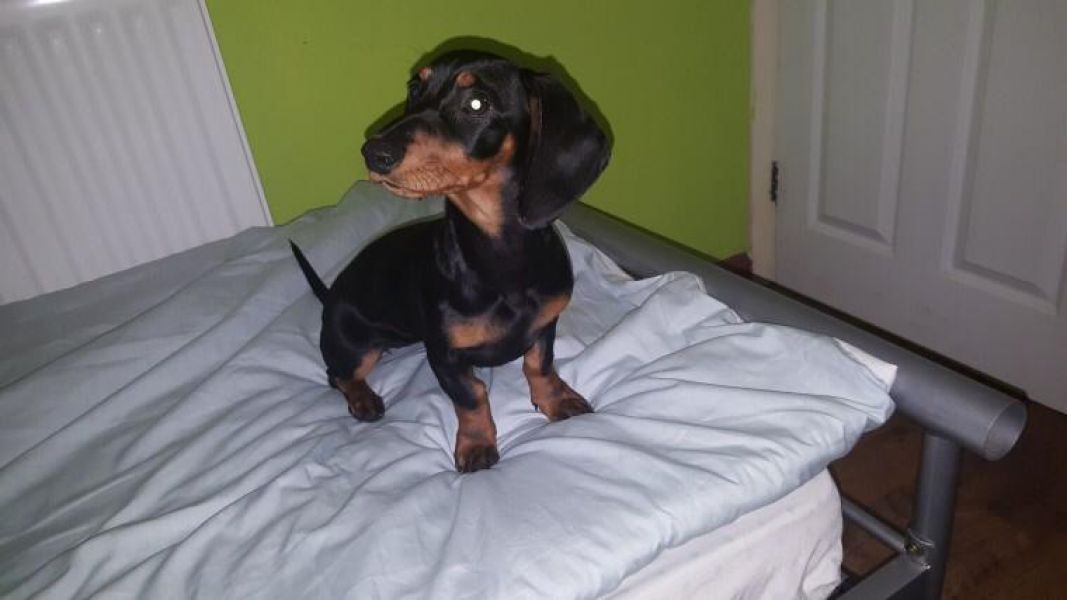Regalo Bassotto cuccioli tutti miei nati in casa da genitori sempre di mia propriet� e tranquillamen
