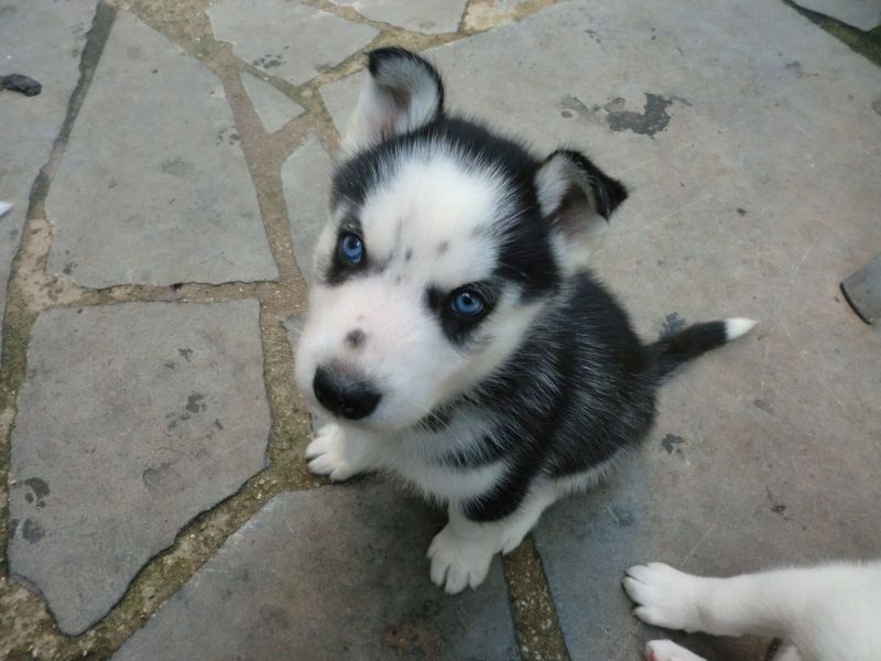 Bella e sani cuccioli di Sibarian husky per adozione 