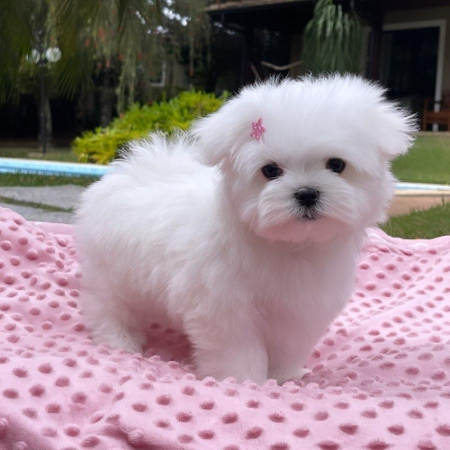 Regalo Disponibili cuccioli maltesi toy
