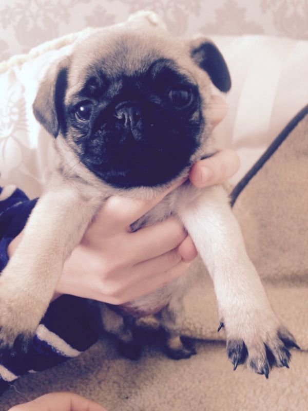 Cuccioli carlino disponibili