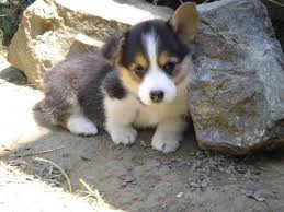 Adorabili cuccioli di welsh corgi femminucce e maschietti disponibili per l'adozione cuccioli sono v