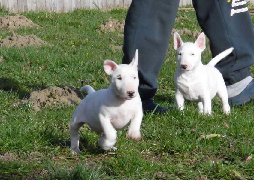 Cuccioli di bull terrier  ( per regalo )