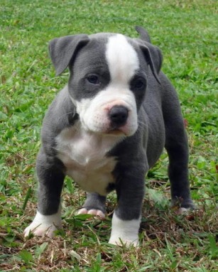 Adorali cuccioli di AMERICANO PITBULL femminucce e maschietti disponibili per l'adozione 