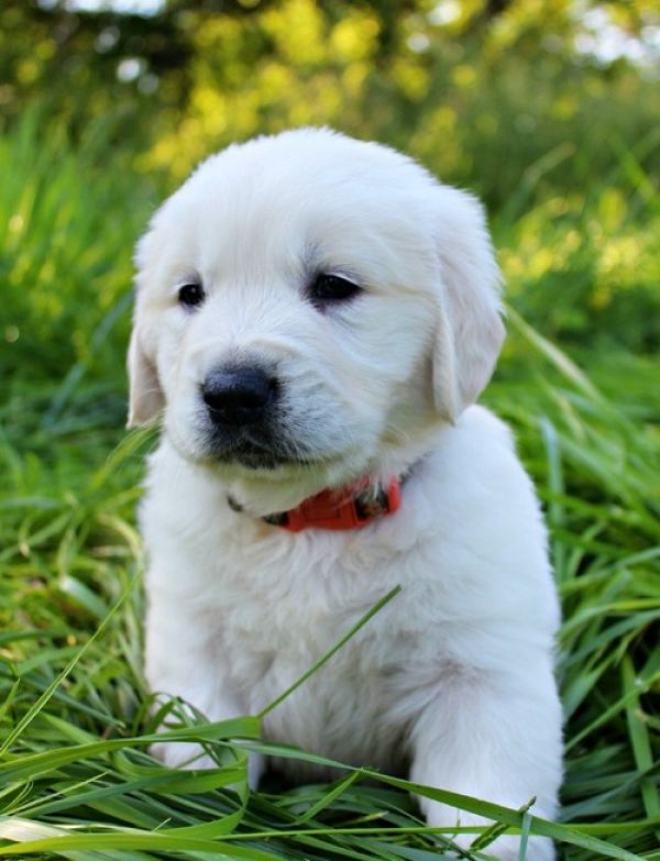 Cuccioli di golden retriever  ( per regalo )