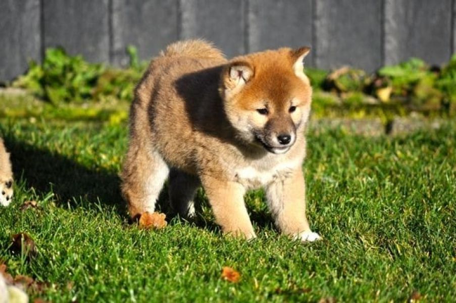 Cuccioli di shiba-inu per adozione ( regalo  )