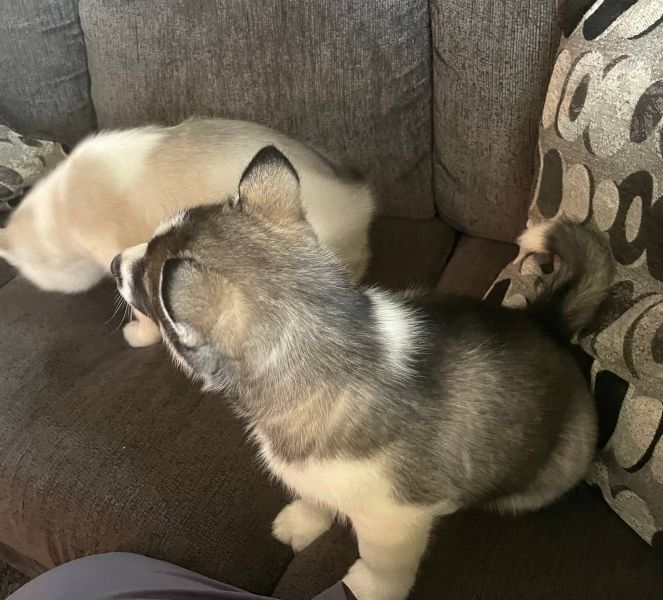 Regalo cuccioli Siberian Husky Maschio e Femmina E-MAIL  (marieiris783@gmail.com) Grazi  Regalo cucc