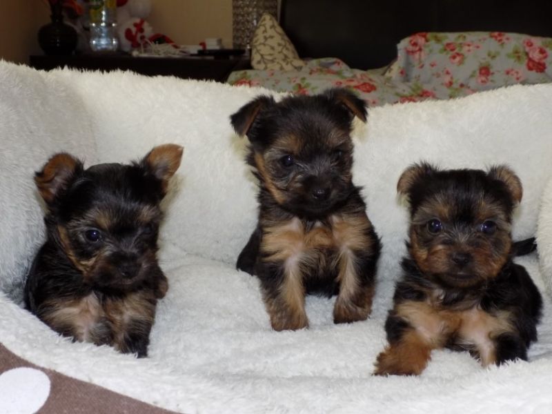 REGALO CUCCIOLI di Yorkie