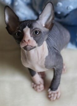 Gattini di Sphynx   per adozione ( maschio e femmina )