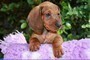 Bellissimi cuccioli di bassotto   bellissimi cuccioli di bassotto,,,,