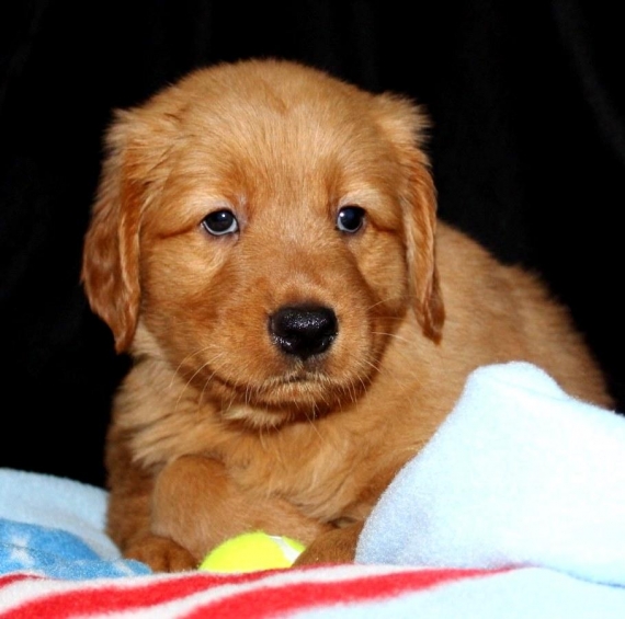 Regalo Cuccioli di Golden retriver