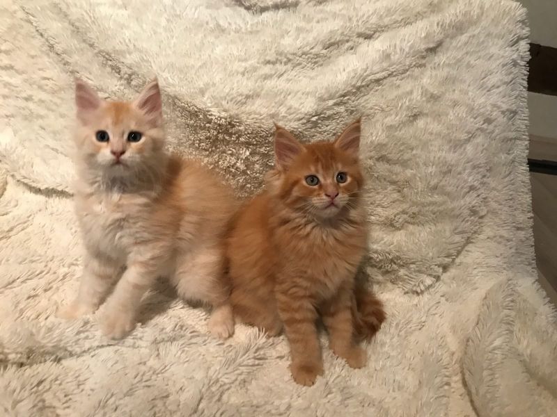  gattini main coon per adozione ( per regalo )