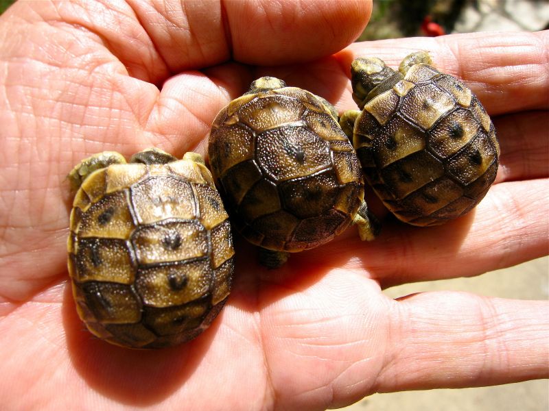 Offro in adozione cucciolo regalo  testudo hermanni Tartarughe  disponibile per l'adozione adorabili