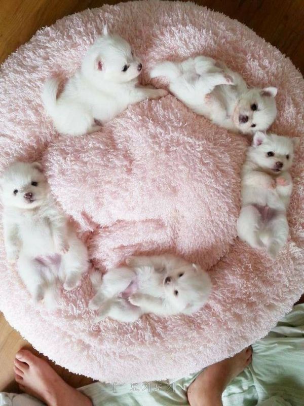 Regalo Cuccioli di Pomerania di 13 settimane