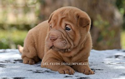 Sharpei cuccioli