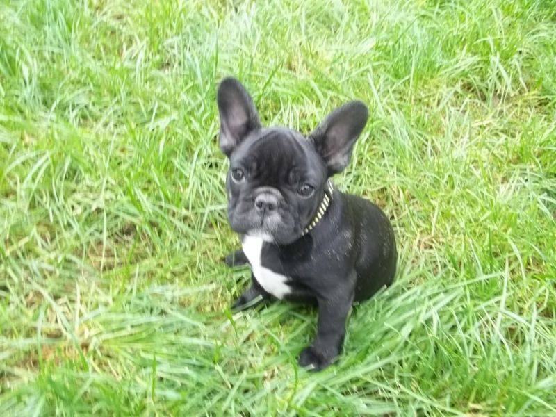 Molto bella e sani cuccioli di bulldog francese per adozione  