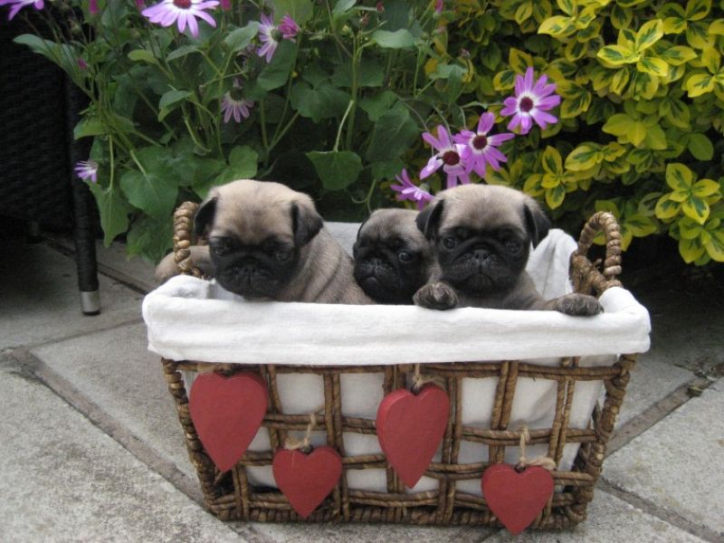 Regalo Cuccioli di Carlino