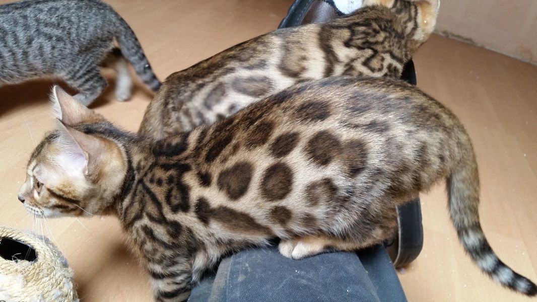 Gattini di bengala  per adozione ( maschio e femmina )