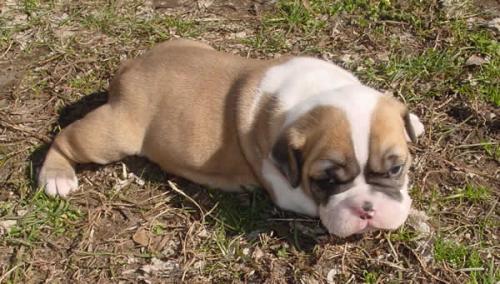  REGALO CUCCIOLI DI BULLDOG INGLESE  Bulldog Inglese cuccioli, disponibili 1 Maschio e 1 Femmina, al
