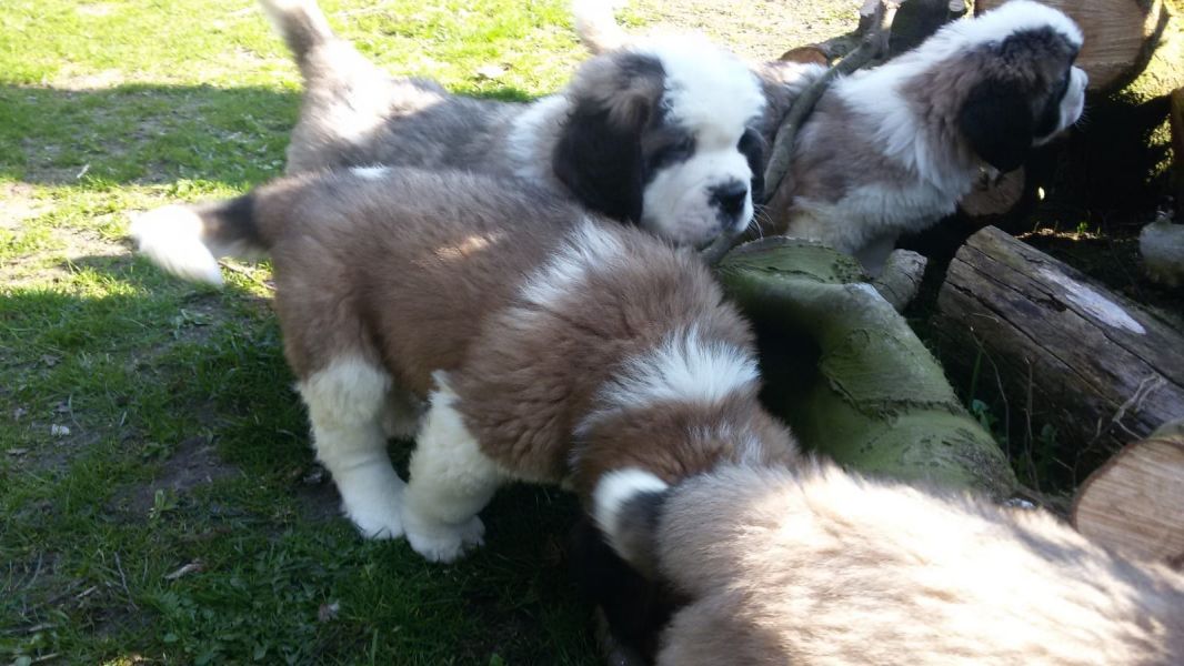   cuccioli di san bernardo per adozione ( regalo  )