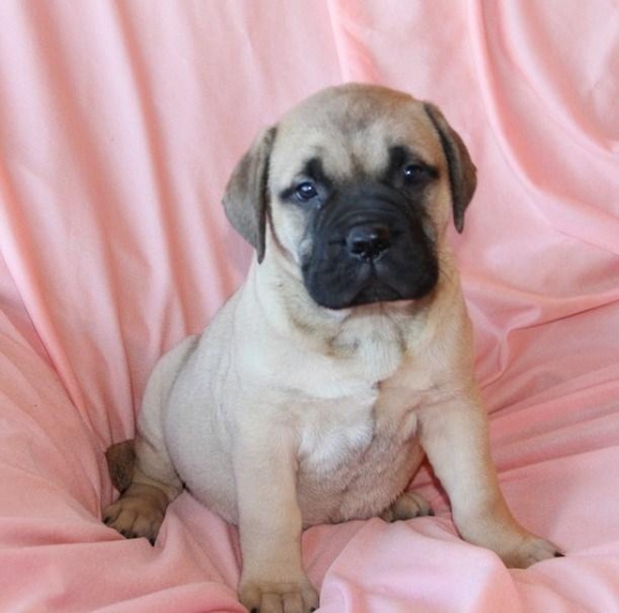 Regalo abbiamo cuccioli di BullMastiff