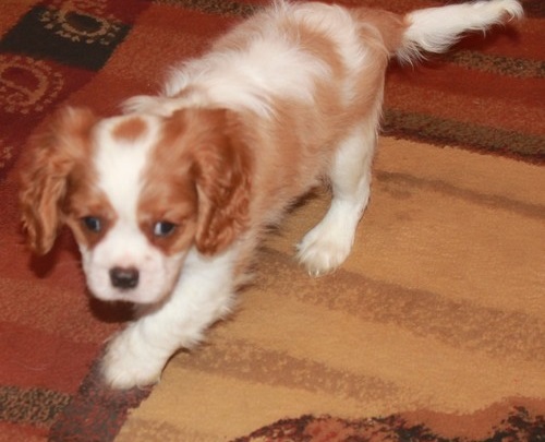 Regalo  Cavalier King Charles spaniel cuccioli