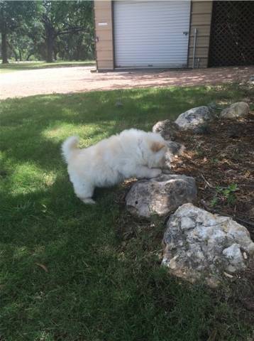 Dolci e affettuosi cuccioli di Chow Chow.