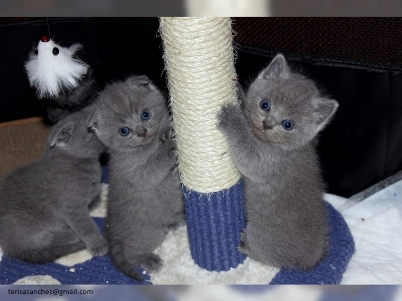 Cuccioli British Shorthair