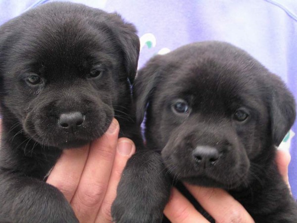 Labrador Cuccioli