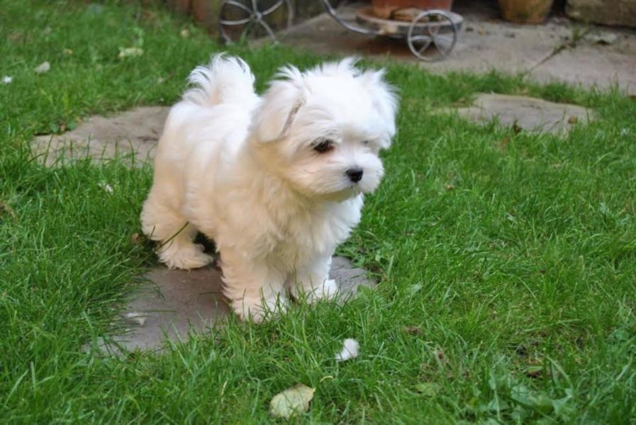 Bella Casa Sollevato Cuccioli Maltese