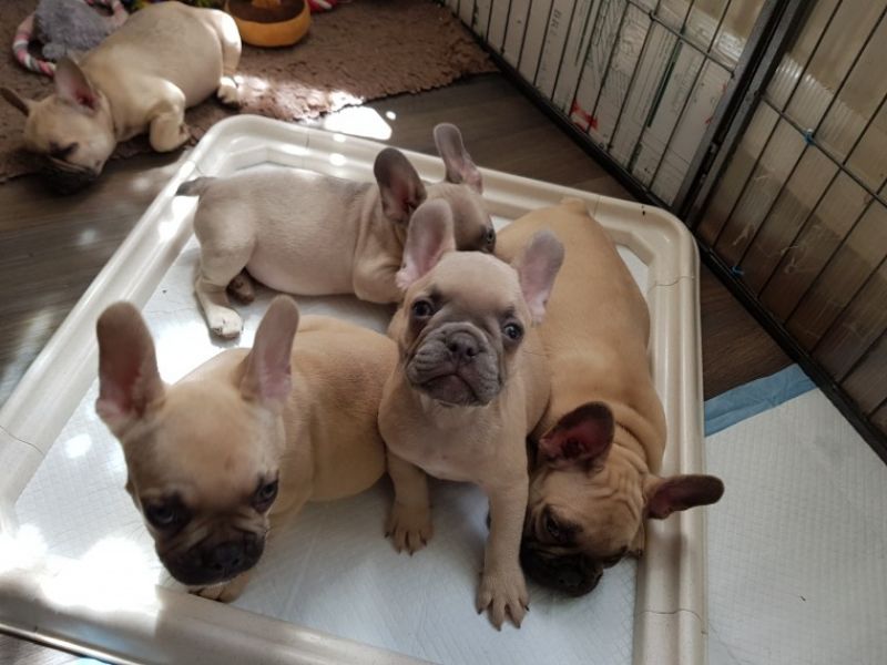 Regalo Bulldog inglese cuccioli disponibili
