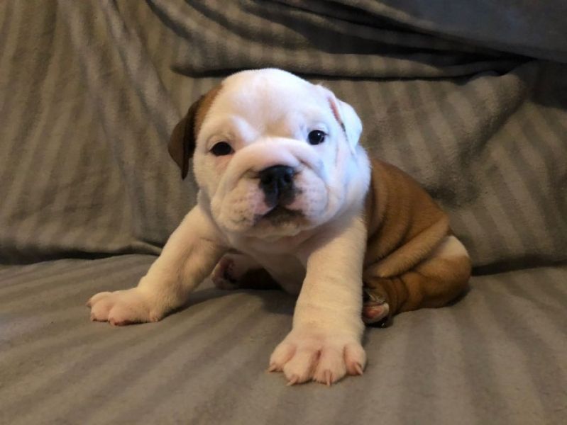 Super adorable Bulldog inglese cuccioli.