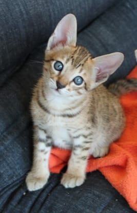 gattini Savannah   per adozione ( regalo  )