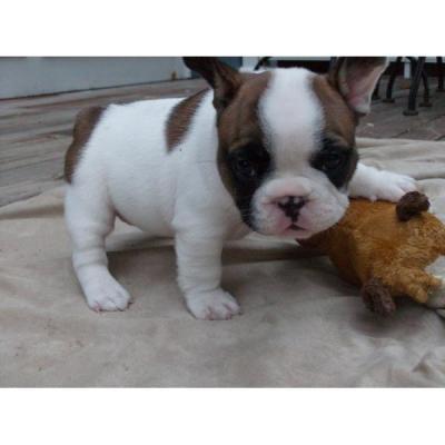 Adorabili cuccioli di bulldog francese femminucce e maschietti disponibili 