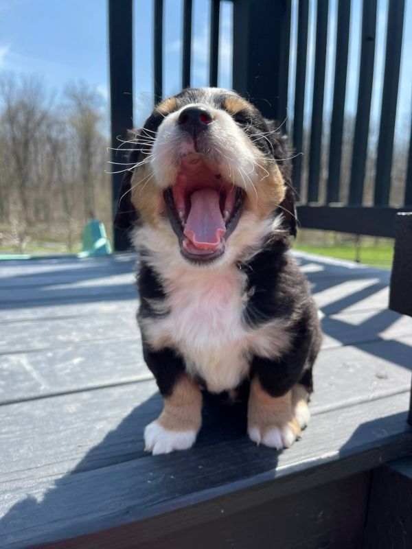   Disponibili cuccioli di Bernedoodle in miniatura