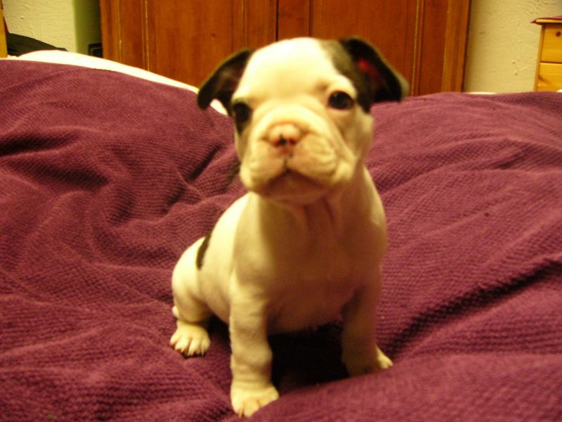 Adorabili cuccioli di Bulldog Francese femminucce e maschietti disponibili per l'adozione