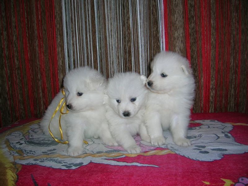  regalo cuccioli di samoiedo disponibili per l'adozione