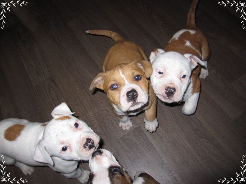  cuccioli di pitbull  per adozione ( regalo  )