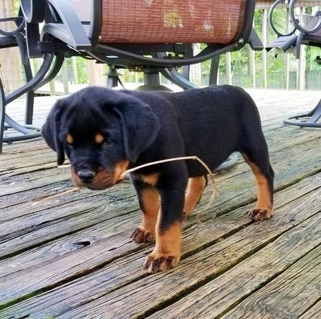 REGALO Cuccioli di rottweiler 1 femmine e un maschietto.