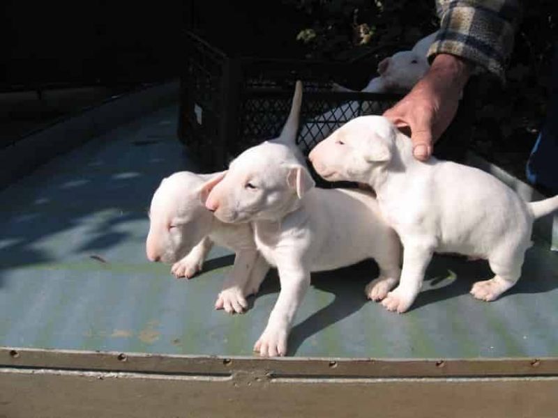  adorabili cuccioli di bull terrier femminucce e maschietti disponibili per l'adozione