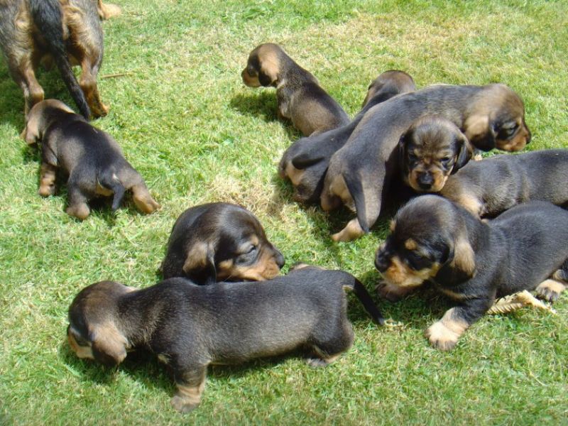   Regalo adorabili cuccioli bassotto