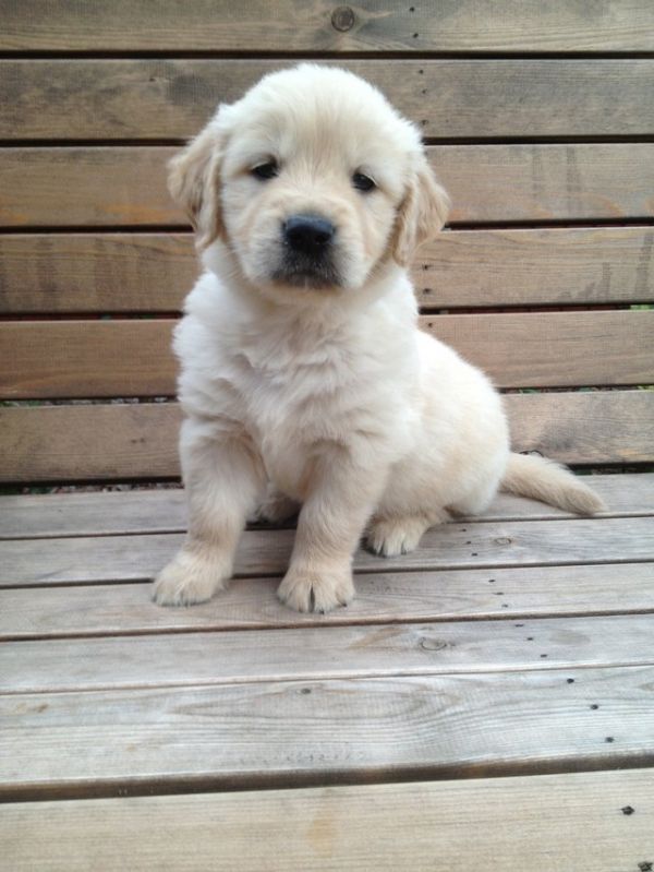  REGALO CUCCIOLI DI GOLDEN RETRIEVER DISPONIBILI CONTATTACI SUBITO  Disponibili subito 2 splendidi p